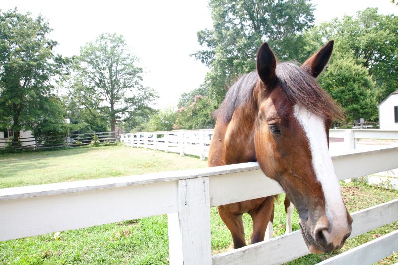 Equine Fence Installation